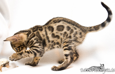 Bengal Kitten rosetted